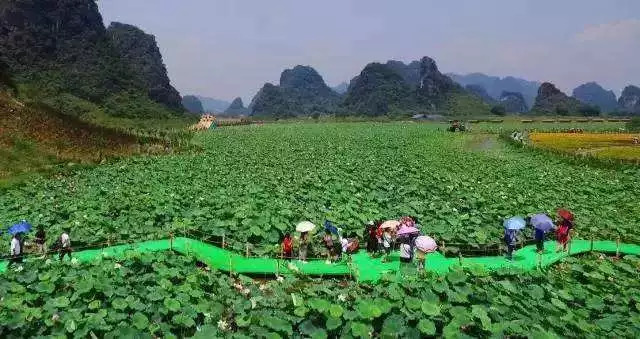 青豆腐新款，自然美景探险之旅启程
