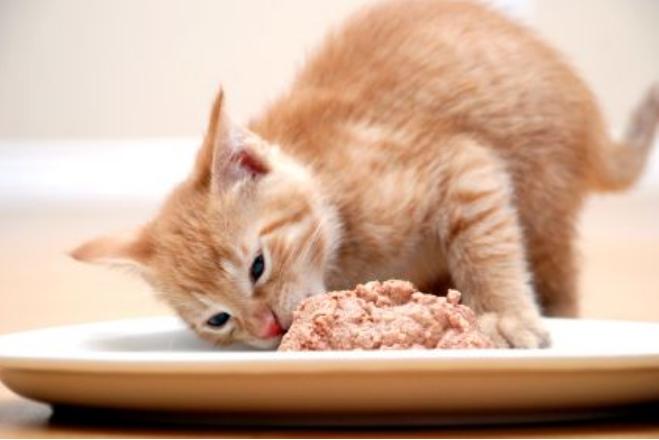 猫咪视频最新版，小巷猫步优雅轻舞
